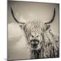 Highland Cattle-Mark Gemmell-Mounted Premium Photographic Print