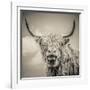 Highland Cattle-Mark Gemmell-Framed Premium Photographic Print