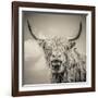 Highland Cattle-Mark Gemmell-Framed Premium Photographic Print