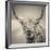 Highland Cattle-Mark Gemmell-Framed Premium Photographic Print