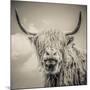 Highland Cattle-Mark Gemmell-Mounted Premium Photographic Print