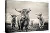 Highland Cattle-Mark Gemmell-Stretched Canvas