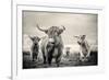 Highland Cattle-Mark Gemmell-Framed Photographic Print