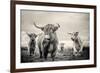 Highland Cattle-Mark Gemmell-Framed Photographic Print