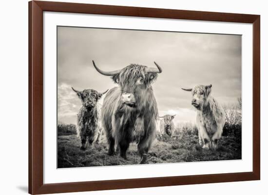 Highland Cattle-Mark Gemmell-Framed Photographic Print