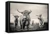 Highland Cattle-Mark Gemmell-Framed Stretched Canvas