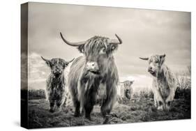 Highland Cattle-Mark Gemmell-Stretched Canvas