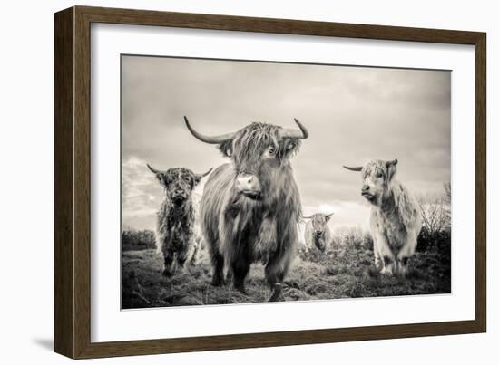 Highland Cattle-Mark Gemmell-Framed Photographic Print