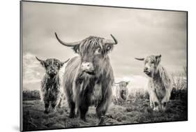 Highland Cattle-Mark Gemmell-Mounted Photographic Print