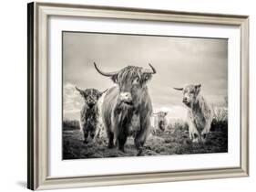 Highland Cattle-Mark Gemmell-Framed Photographic Print