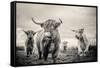 Highland Cattle-Mark Gemmell-Framed Stretched Canvas