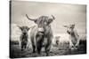 Highland Cattle-Mark Gemmell-Stretched Canvas