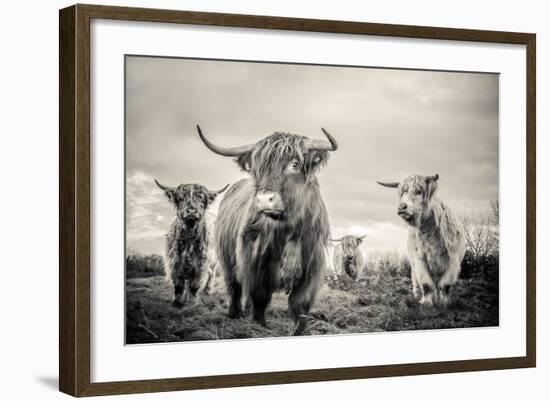 Highland Cattle-Mark Gemmell-Framed Photographic Print