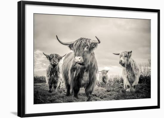 Highland Cattle-Mark Gemmell-Framed Photographic Print