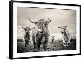 Highland Cattle-Mark Gemmell-Framed Photographic Print