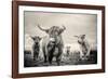 Highland Cattle-Mark Gemmell-Framed Photographic Print