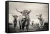 Highland Cattle-Mark Gemmell-Framed Stretched Canvas