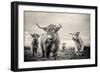 Highland Cattle-Mark Gemmell-Framed Premium Photographic Print