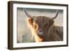 Highland Cattle-null-Framed Photographic Print