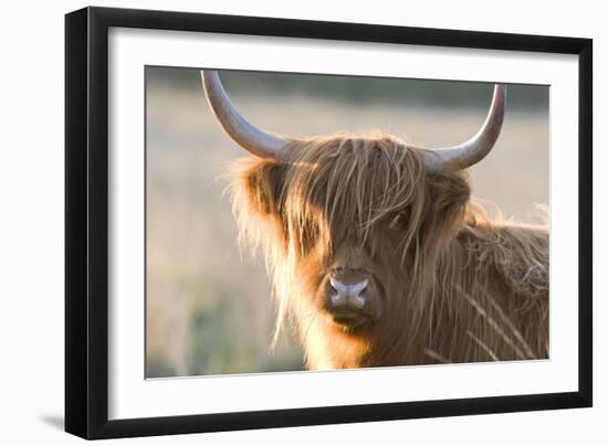 Highland Cattle-null-Framed Photographic Print