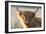 Highland Cattle-null-Framed Photographic Print