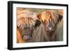 Highland Cattle-null-Framed Photographic Print