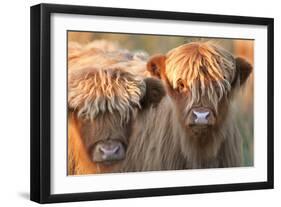 Highland Cattle-null-Framed Photographic Print