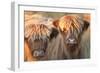 Highland Cattle-null-Framed Photographic Print