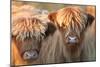 Highland Cattle-null-Mounted Photographic Print