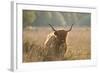 Highland Cattle-null-Framed Photographic Print