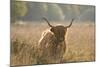 Highland Cattle-null-Mounted Photographic Print