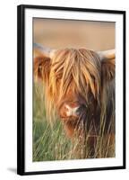 Highland Cattle-null-Framed Photographic Print