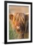 Highland Cattle-null-Framed Photographic Print