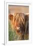 Highland Cattle-null-Framed Photographic Print