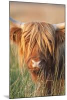 Highland Cattle-null-Mounted Photographic Print