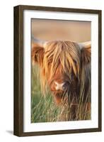 Highland Cattle-null-Framed Photographic Print