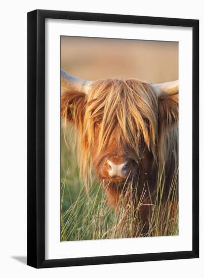 Highland Cattle-null-Framed Photographic Print