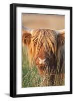 Highland Cattle-null-Framed Photographic Print