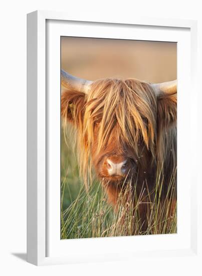 Highland Cattle-null-Framed Photographic Print