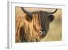 Highland Cattle-null-Framed Photographic Print