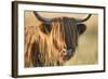 Highland Cattle-null-Framed Photographic Print