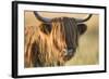 Highland Cattle-null-Framed Photographic Print