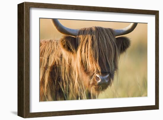 Highland Cattle-null-Framed Photographic Print