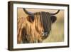 Highland Cattle-null-Framed Photographic Print