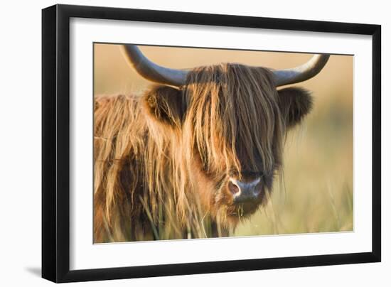 Highland Cattle-null-Framed Photographic Print