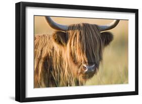 Highland Cattle-null-Framed Photographic Print