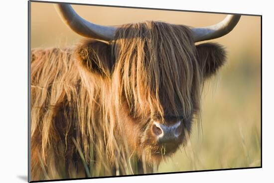 Highland Cattle-null-Mounted Photographic Print