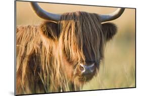 Highland Cattle-null-Mounted Photographic Print