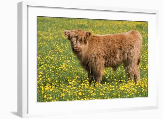 Highland Cattle-null-Framed Photographic Print