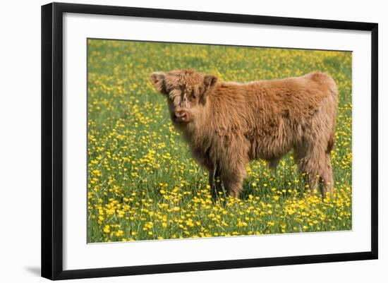 Highland Cattle-null-Framed Photographic Print